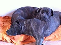 dog snuggling